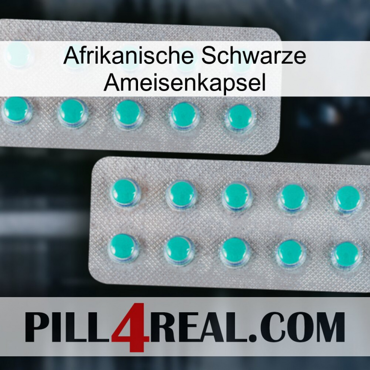 Africa Black Ant Capsule 29